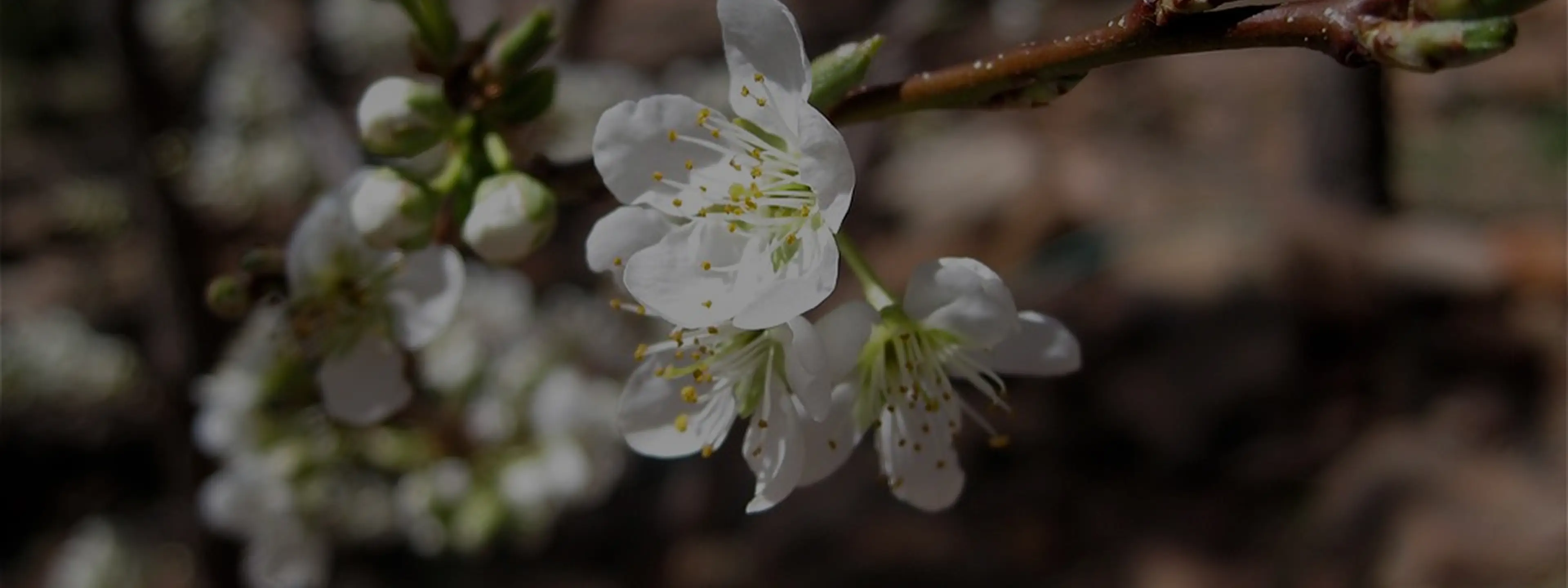 A plum tree in blossom