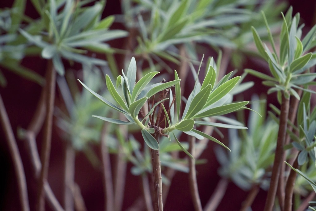 Fresh botanical raw material